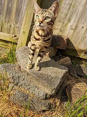 Bengal Cat Cleo