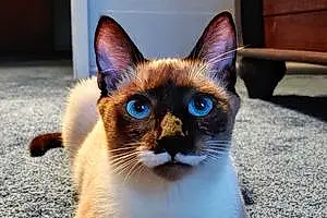 Name Siamese Cat Gomez