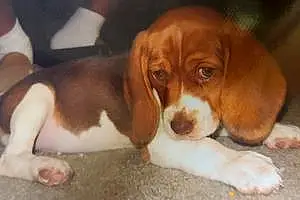 Name Beagle Dog Cloe