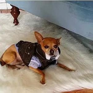 Name Chihuahua Dog Bacon