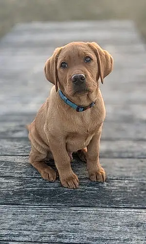 Name Labrador Retriever Dog Bronco