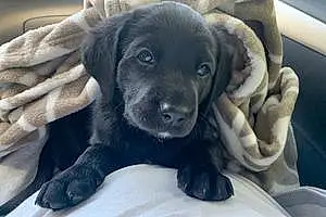 Name Labrador Retriever Dog Bronx