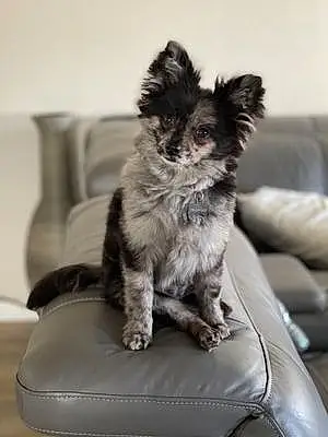 Name Pomeranian Dog Kaya