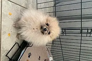 Name Pomeranian Dog Lili