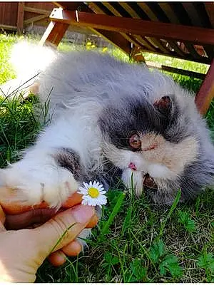 Name Persian Cat Anastasia