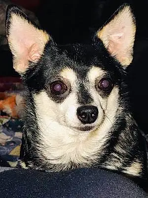 Name Chihuahua Dog Chichi