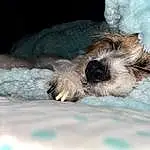 Dog, Dog breed, Carnivore, Companion dog, Fawn, Comfort, Snout, Paw, Canidae, Furry friends, Whiskers, Terrier, Tail, Toy Dog, Small Terrier, Nap, Sleep, Non-sporting Group, Claw