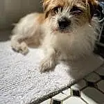 Dog, Carnivore, Working Animal, Toy Dog, Companion dog, Terrier, Small Terrier, Whiskers, Mesh, Puppy love, Dog breed, Biewer Terrier, Wood, Terrestrial Animal, Pattern, Poodle Crossbreed, Non-sporting Group, Shih-poo