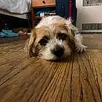 Dog, Wood, Dog breed, Fawn, Carnivore, Companion dog, Toy Dog, Hardwood, Working Animal, Plank, Laminate Flooring, Wood Stain, Terrier, Wood Flooring, Paw, Whiskers, Dog Supply, Small Terrier