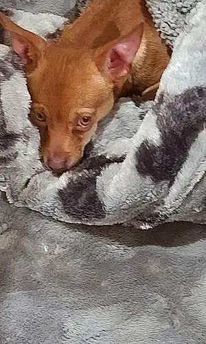 Name Chihuahua Dog Canelo