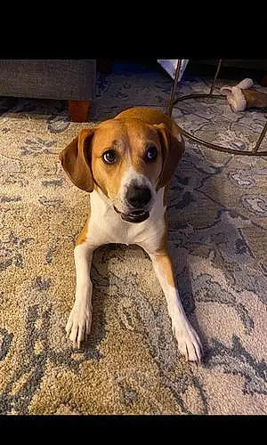 Name Beagle Dog Junebug
