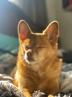 Name Chihuahua Dog Kenzie