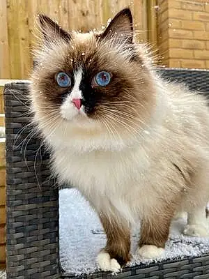 Name Siberian Cat Gatsby