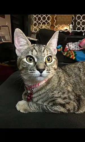 Name Tabby Cat Anya