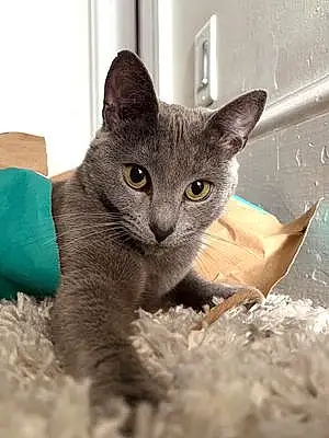 Name Russian Blue Cat Fig