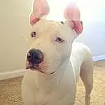 Dog breed, Dog, Nose, Bull Terrier, Snout, American Pit Bull Terrier, Dogo Argentino, Dogo Guatemalteco, American Staffordshire Terrier, Pit Bull, Old English Terrier, Bull And Terrier, Gull Terr