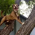 Dog, Plant, Tree, Branch, Dog breed, Wood, Carnivore, Liver, Trunk, Fawn, Twig, Companion dog, Tail, Snout, Sky, Canidae, Gun Dog, Terrestrial Animal