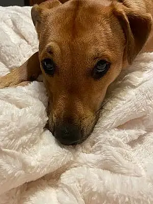 Name Labrador Retriever Dog Lilac