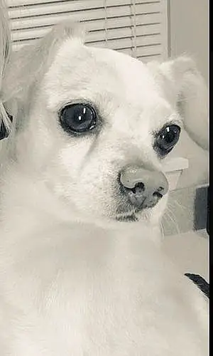 Name Chihuahua Dog Chesney