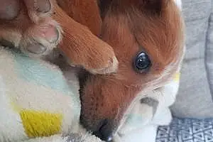 Name Labrador Retriever Dog Cesar