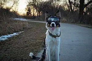 Name Border Collie Dog Kodiak