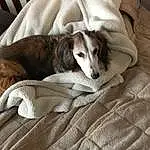 Dog, Comfort, Carnivore, Grey, Fawn, Dog breed, Working Animal, Companion dog, Wood, Felidae, Beige, Small To Medium-sized Cats, Linens, Bedding, Sighthound, Whiskers, Bed Sheet, Furry friends, Canidae