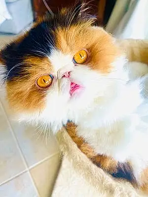 Name Persian Cat Gigi