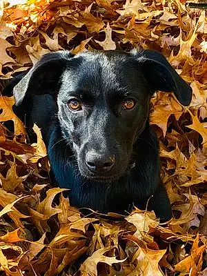 Name Labrador Retriever Dog Gigi