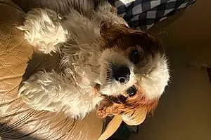 Cavalier King Charles Spaniel Dog Milo