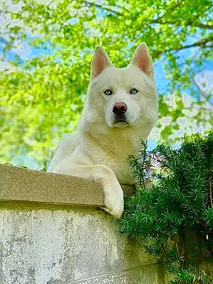 Name Husky Dog Blanco