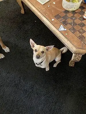 Name Chihuahua Dog Homer