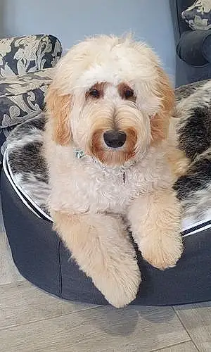 Name Goldendoodle Dog Amos