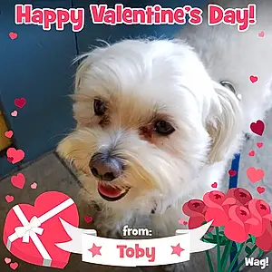 Name Dog Toby