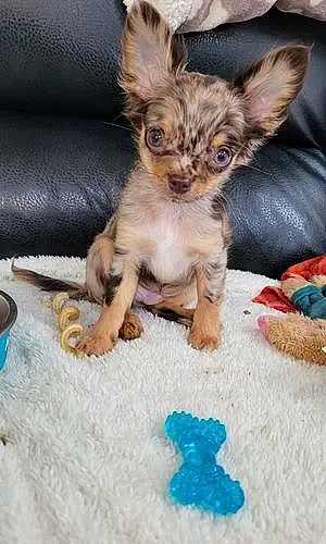 Name Chihuahua Dog Krypto