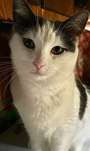 Name American Shorthair Cat Aurora