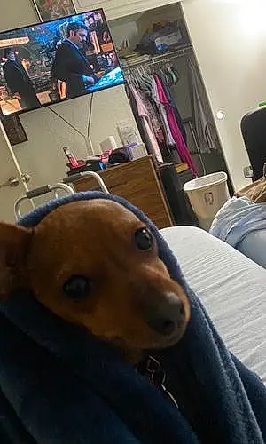 Name Chihuahua Dog Hiccup