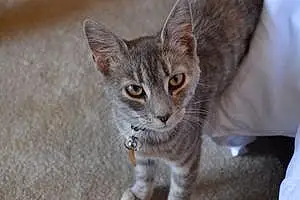 Name American Shorthair Cat Juneau