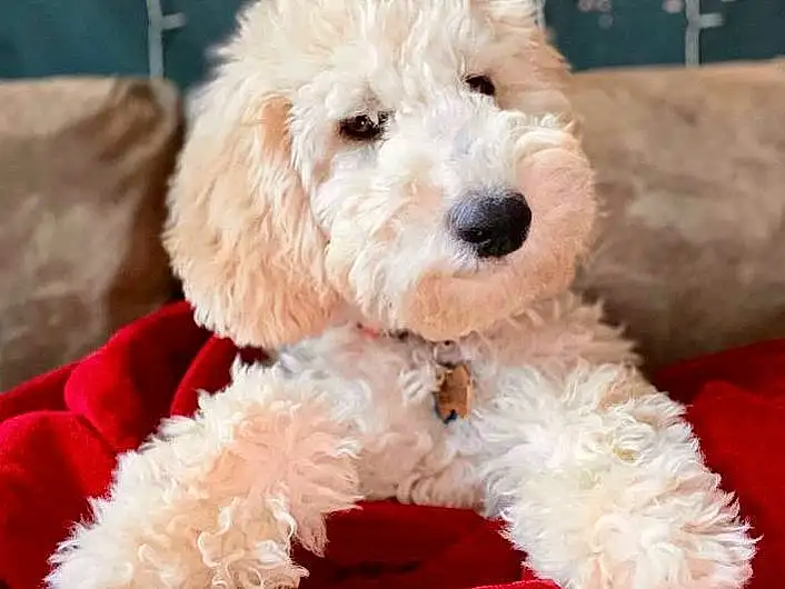 Head, Dog, Carnivore, Dog breed, Companion dog, Toy Dog, Water Dog, Poodle, Dog Collar, Terrier, Snout, Furry friends, Labradoodle, Small Terrier, Pet Supply, Puppy love, Canidae, Bichon, Poodle Crossbreed