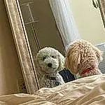 Dog, Dog breed, Comfort, Carnivore, Toy, Companion dog, Toy Dog, Snout, Stuffed Toy, Chair, Poodle, Wood, Labradoodle, Furry friends, Canidae, Terrier, Room, Cockapoo, Poodle Crossbreed