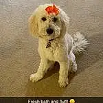 Dog, Dog breed, Carnivore, Companion dog, Sunglasses, Water Dog, Toy Dog, Snout, Poodle, Dog Collar, Terrier, Small Terrier, Canidae, Screenshot, Tail, Maltepoo, Furry friends, Font, Photo Caption