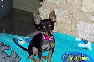 Name Chihuahua Dog Kayla