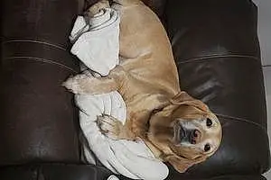 Name Labrador Retriever Dog Daisey
