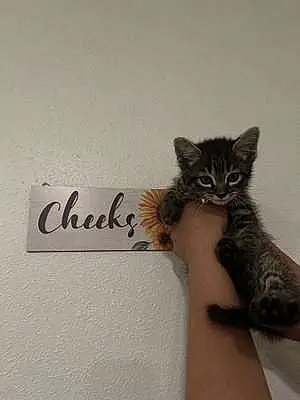 Name Cat Chica