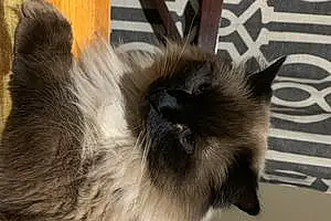 Name Siamese Cat Baylie
