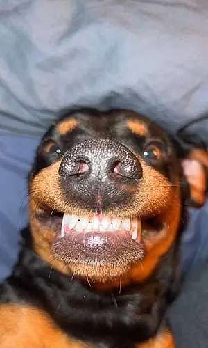 Name Dachshund Dog Oscar