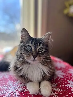 Name Maine Coon Cat Piper