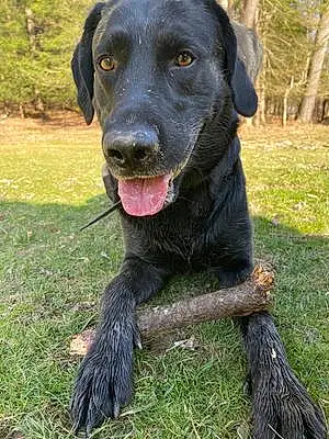 Name Labrador Retriever Dog Gunnar