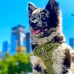 Sky, Dog, Dog breed, Carnivore, Blue, Dog Supply, Collar, Whiskers, Companion dog, Fawn, Felidae, Snout, Dog Collar, Electric Blue, Tail, Working Animal, Canidae, Furry friends