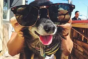 Name Chihuahua Dog Knox