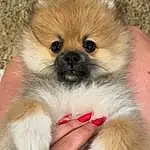 Dog, Eyes, Carnivore, Dog breed, Iris, Companion dog, Fawn, Toy Dog, Whiskers, Snout, Furry friends, Working Animal, Canidae, Terrestrial Animal, German Spitz Klein, Ancient Dog Breeds, Non-sporting Group, Nail